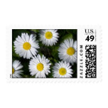 Daisies postage stamps (medium)