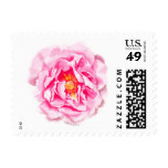 Watercolor Pink Peony Flower Postage Stamps