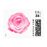 A Pink Rose Postage