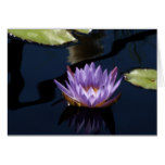 Purple Water Lily Card