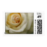 Cream Rose U.S. Postage Stamp