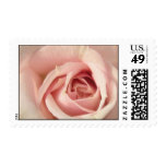 Pale Pink Rose Postage Stamps
