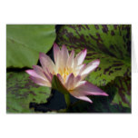 Pink Water Lily Card