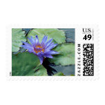 Purple Water Lily Postage Stamp